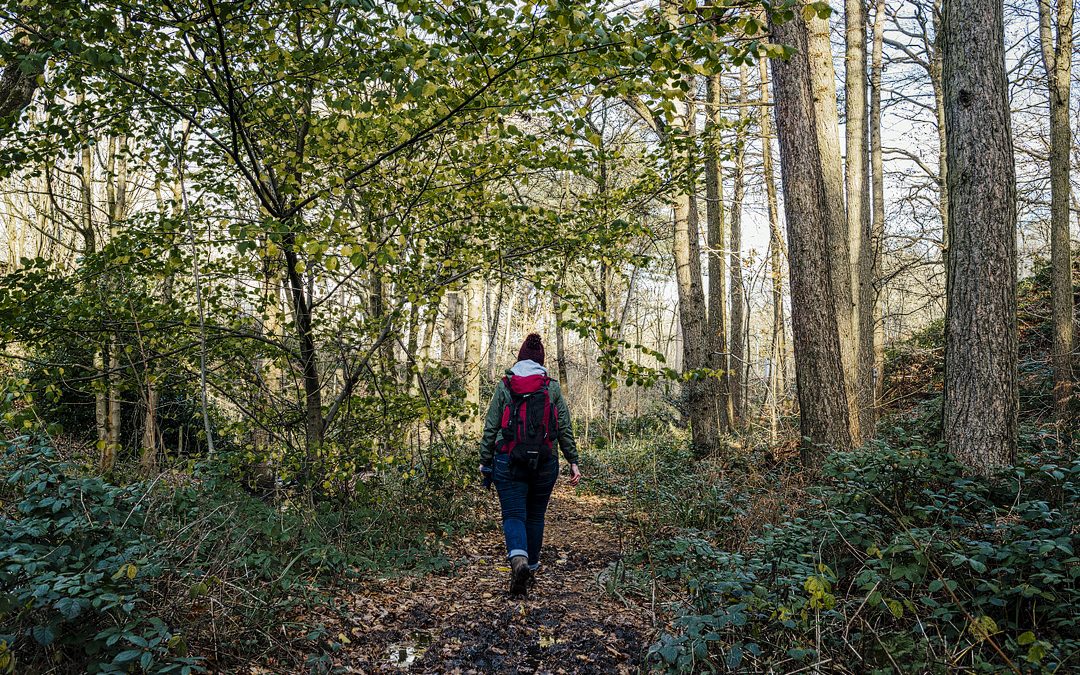 Turning Values into Visuals with Where the Mind Grows